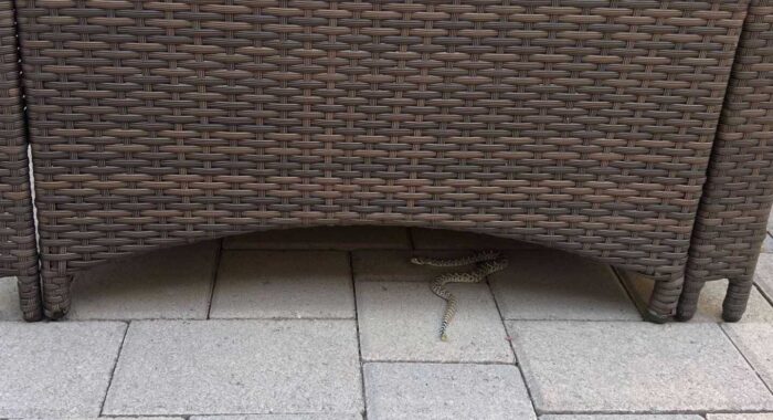 The Last Rattlesnake Relocation Call of 2024