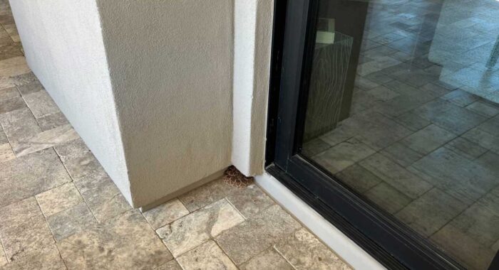Hibernating Rattlesnake On A Patio