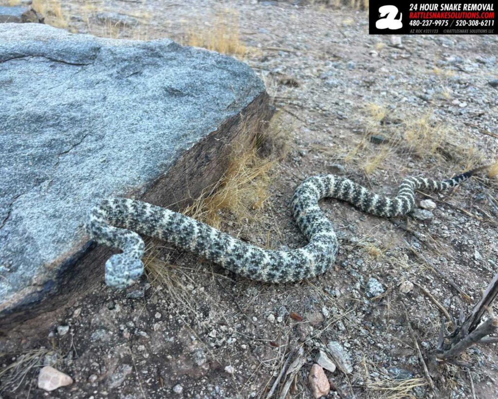 Speckled Rattlesnake Relocation – The Last of 2024 Speckled Rattlesnake Relocation – The Last of 2024