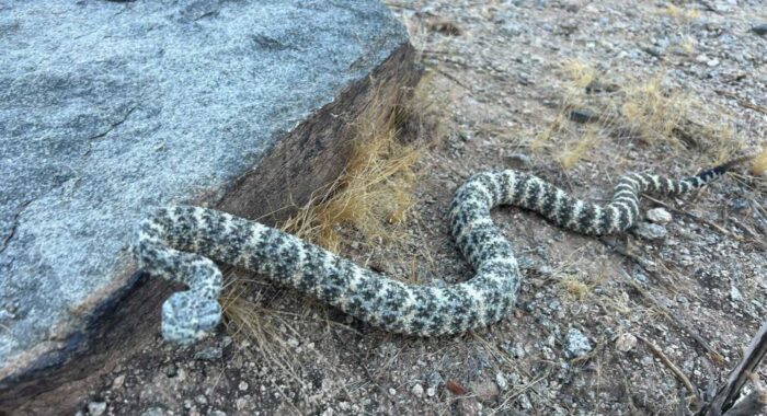 Speckled Rattlesnake Relocation – The Last of 2024