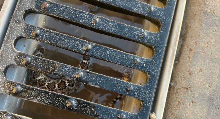 Rattlesnake Hibernating In A Drain