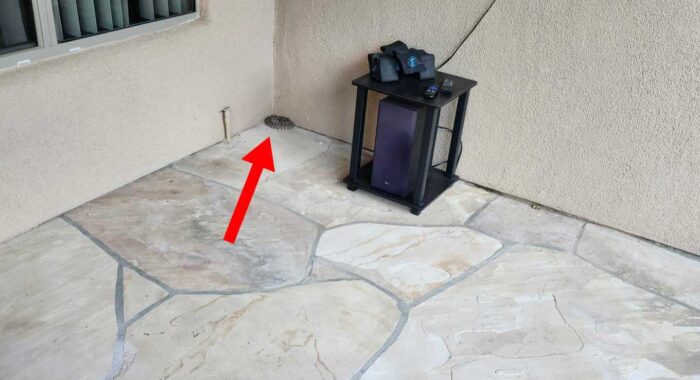 How To Spot Rattlesnakes At Your Home
