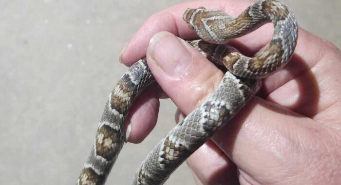 Sonoran Lyresnake Found Climbing The Garage Door