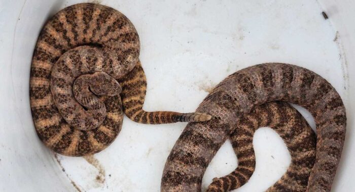 Two Tiger Rattlesnakes At One House