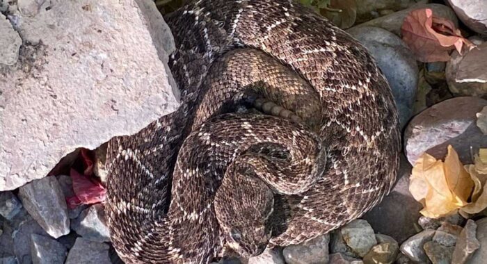 Rattlesnake Den in the Backyard Discovered
