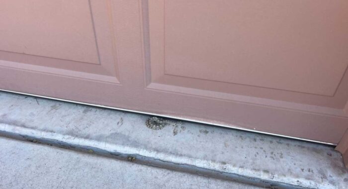 The First Speckled Rattlesnake Call of 2025