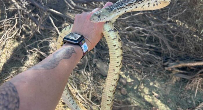 Big Gophersnake
