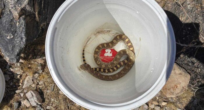 Sonoran Gophersnake in Paradise Valley