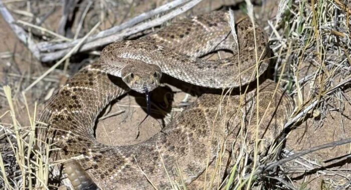 Rattlesnake Found In Wood Pile