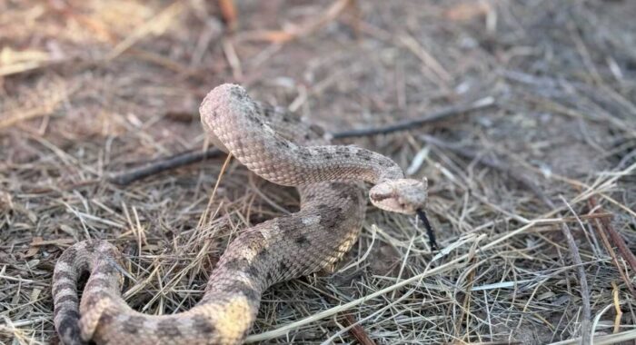 Little Sidewinder Is Relocated From Tonopah