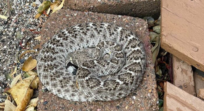 Tucson Snake Removal