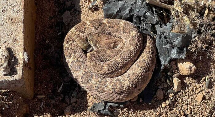 Two Rattlesnakes Under A Shed In Picture Rocks