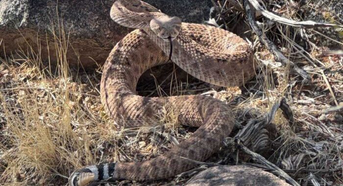 Mating Rattlesnakes