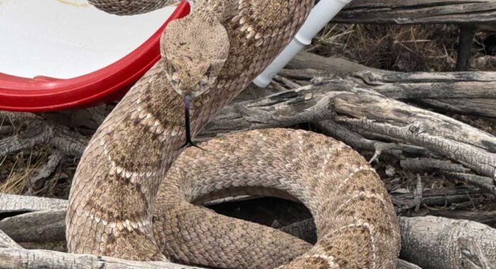 Rattlesnake In The Flowers