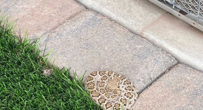 Young Western Diamondback Rattlesnake At A Tucson Home