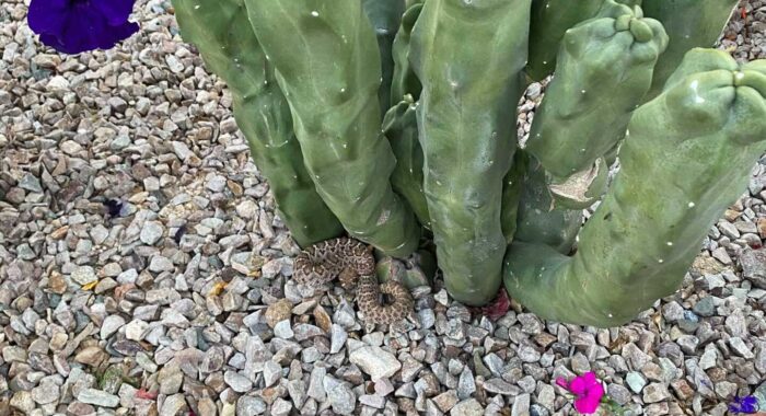 Small Rattlesnake In Marana Backyard