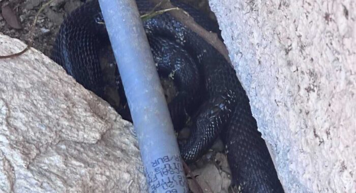 Kingsnake In The Yard Is A Longterm Resident