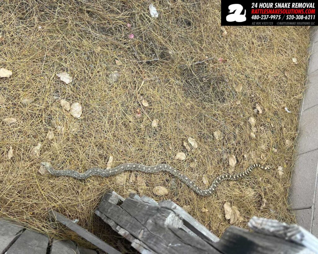 Sonoran Gophersnake At Assisted Living Facility Sonoran Gophersnake At Assisted Living Facility