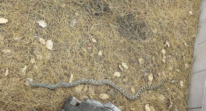 Sonoran Gophersnake At Assisted Living Facility