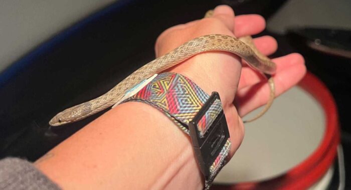 Desert Nightsnake In A House