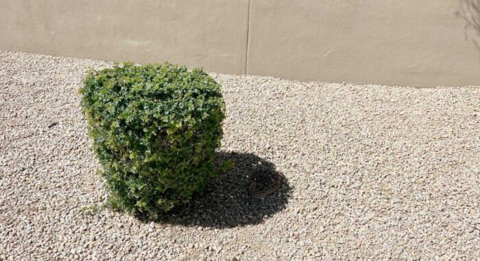 Snake Removals in Arizona This Spring