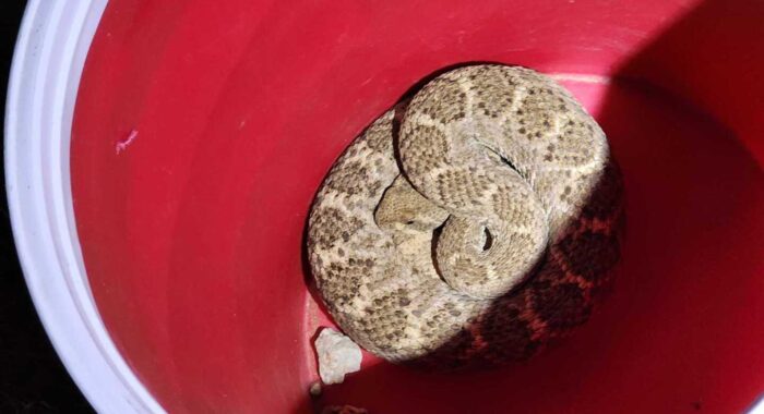 Big Rattlesnake At A Home in Carefree