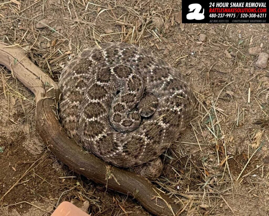 Rattlesnake Removal in Mesa Rattlesnake Removal in Mesa