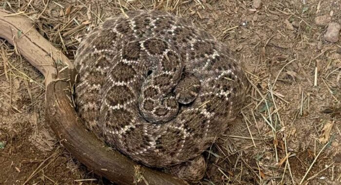 Rattlesnake Removal in Mesa