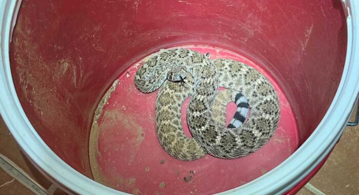 Western Diamondback Rattlesnake In The Backyard