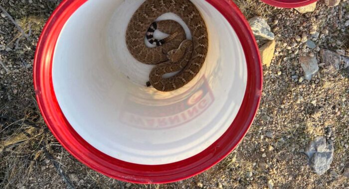 Two Rattlesnakes at One House
