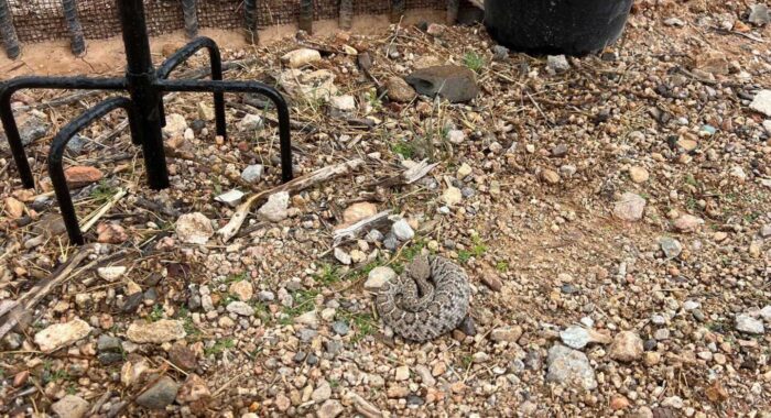 Bird Feeders Attract Rattlesnakes