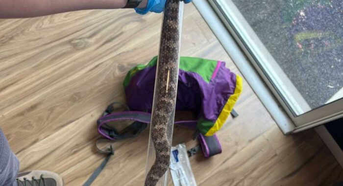 Snake Tagged As Part of Rattlesnake Study in Phoenix
