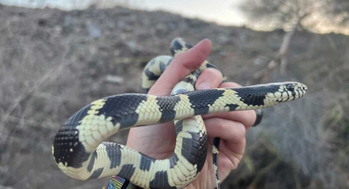 Snake Removal in Arizona