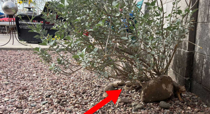 Rattlesnake Hiding In Plain Sign