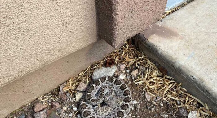 Arizona Snake Removal Stories from Spring 2025