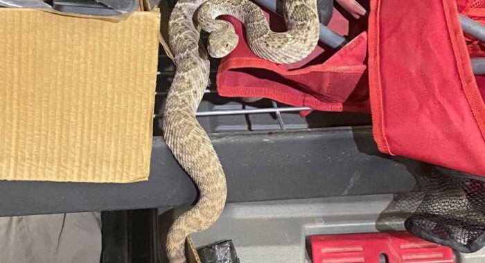 Snake Removal Activity Phoenix and Tucson, April 2025