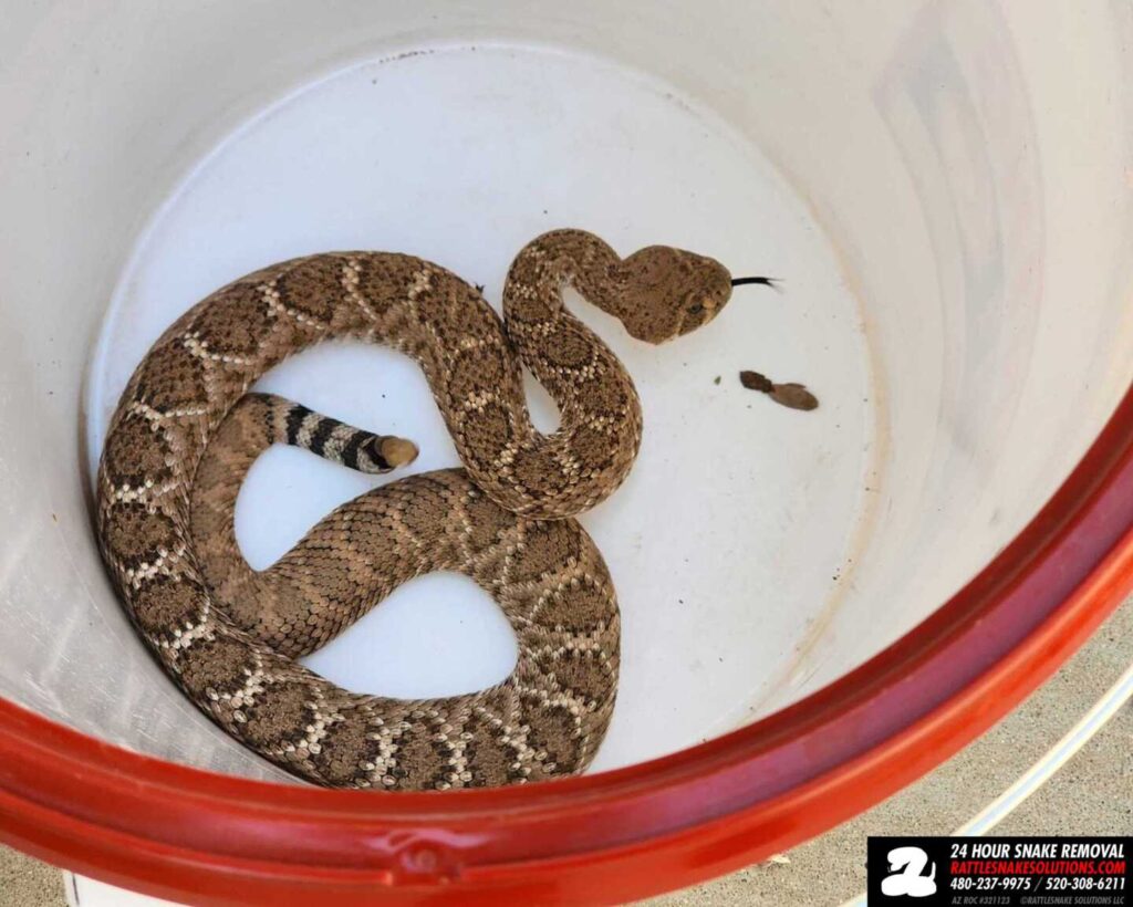 Who to call in Peoria to remove a snake? Who to call in Peoria to remove a snake?