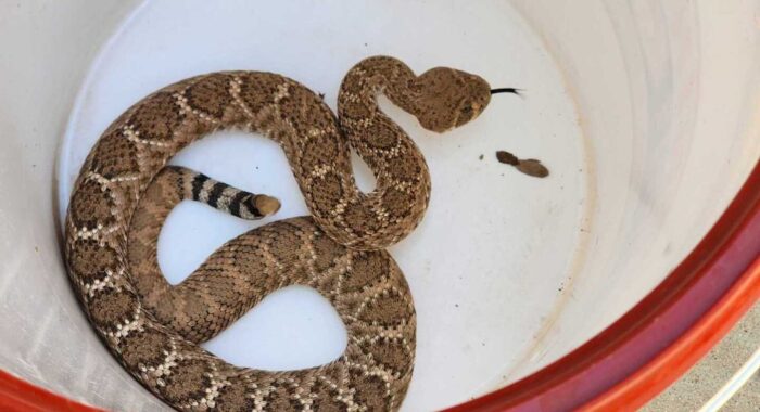 Who to call in Peoria to remove a snake?