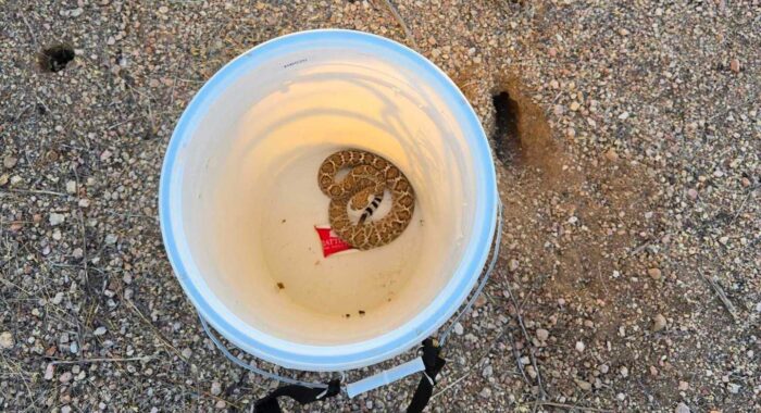 How can rattlesnake aversion trained dogs help prevent dangerous encounters with snakes?