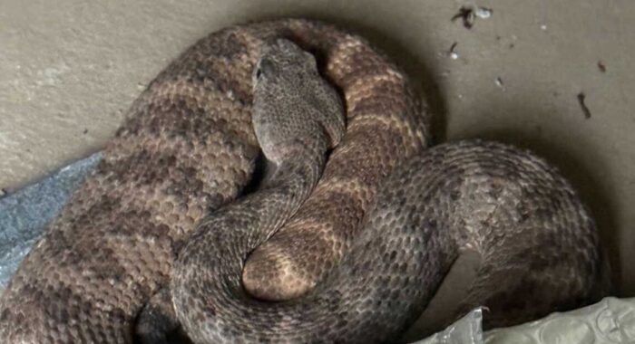 Where Should Speckled Rattlesnakes Be Relocated To?