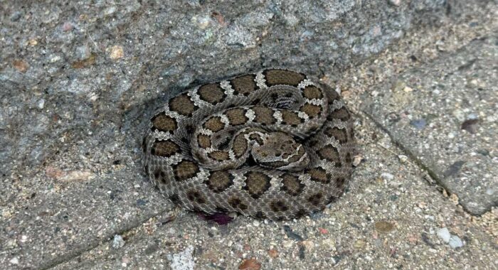 Snake Removal Activity in June 2025