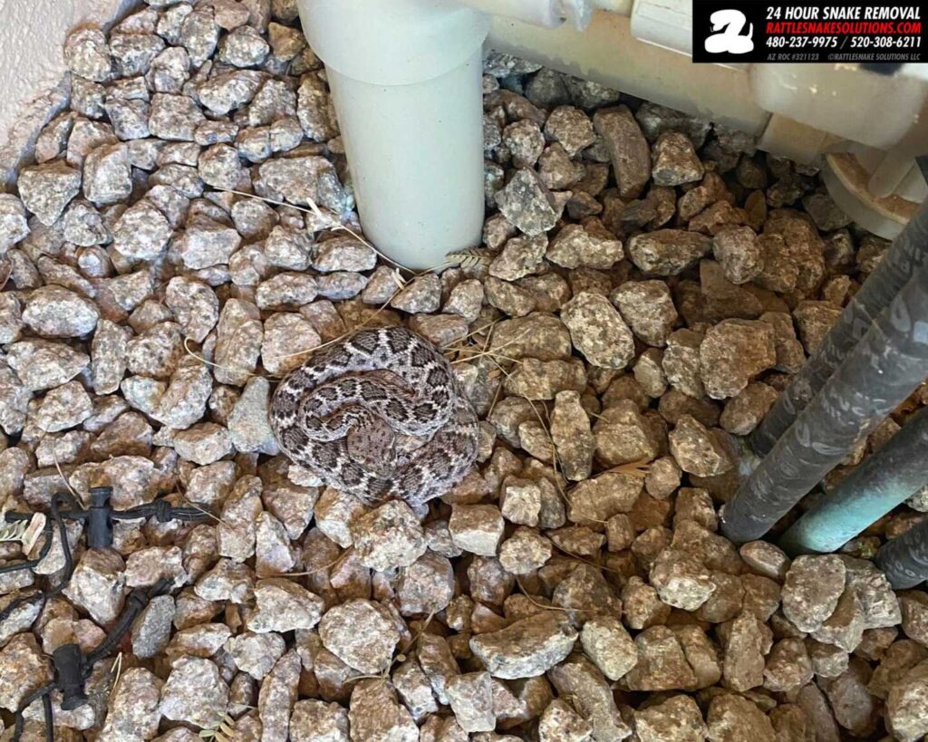 Why are Western Diamondback Rattlesnakes commonly found around pool equipment in Arizona yards?