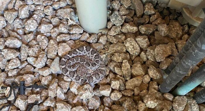 Why are Western Diamondback Rattlesnakes commonly found around pool equipment in Arizona yards?