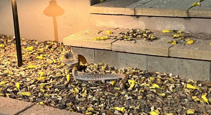 Are Rattlesnakes Aggressive?