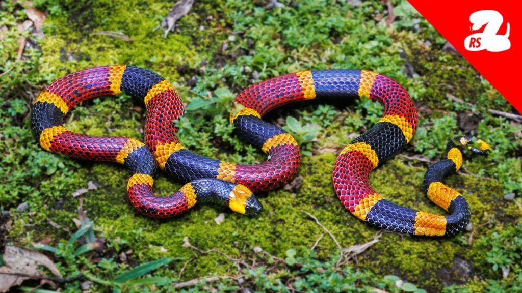 Snakes Interrupted Our Costa Rican Family Vacation Snakes Interrupted Our Costa Rican Family Vacation