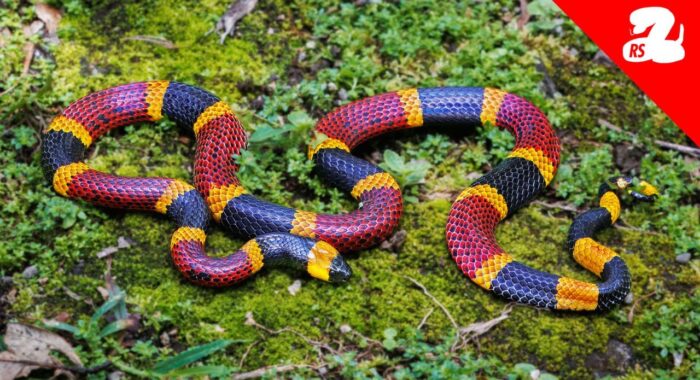 Snakes Interrupted Our Costa Rican Family Vacation
