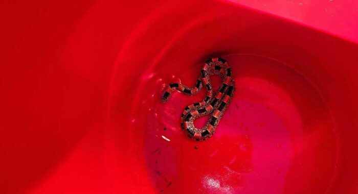 Longnosed Snake Stuck In Two Glue Traps