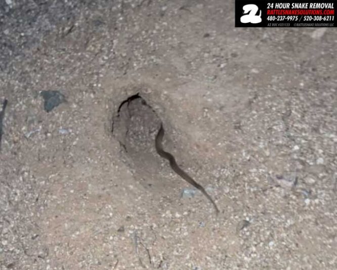 Snake Inside A House? – Arizona Snake Removal Gallery
