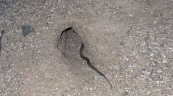 Snake Inside A House?