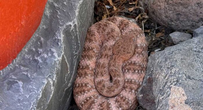 Snake Removal in Arizona July 2025